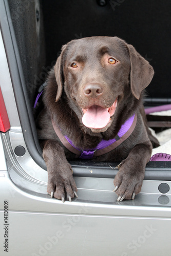 labrador im Auto