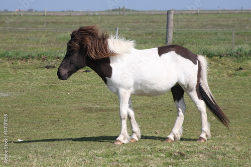 Pony