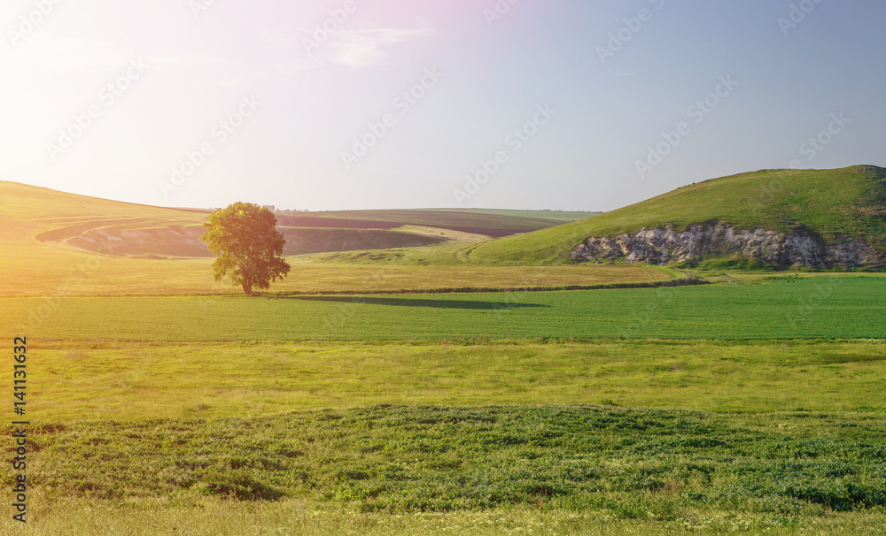 Fototapeta premium Green field at sunset
