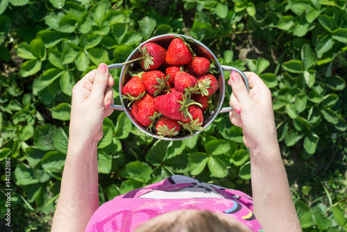 Two hands of a woman on a field holding freshly picked strawberries in the metal pot. top view.