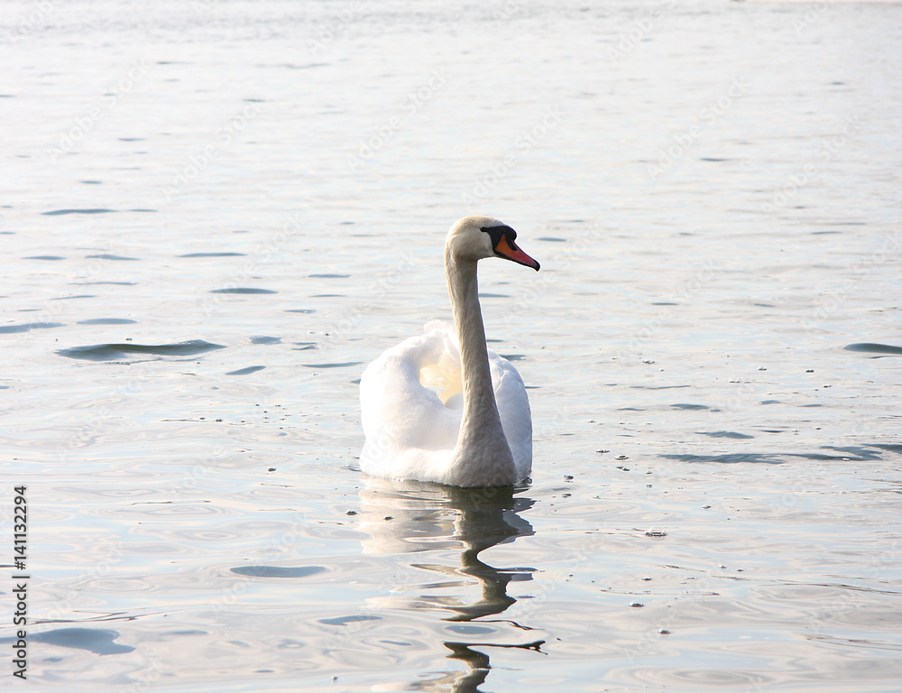 Obraz premium White swan