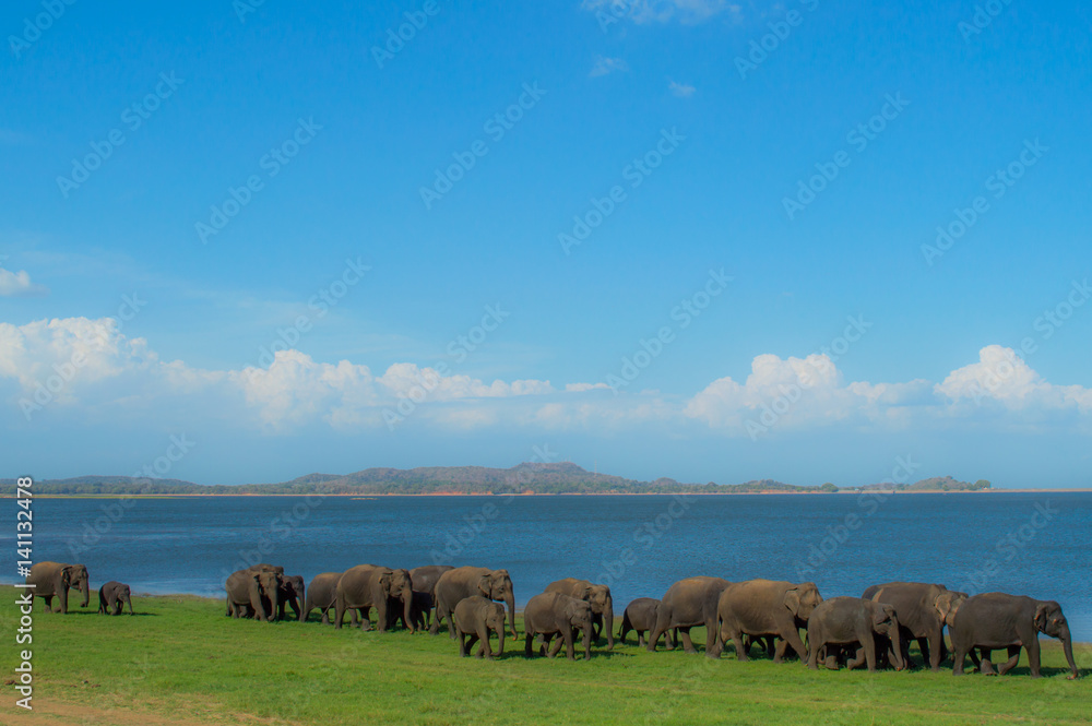 Fototapeta premium Elephants at the Waterhole of Minneriya National Park in Sri Lanka (Biggest Gathering of Asian Elephants Worldwide)