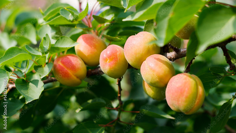 Siberian apricot Siberian apricot