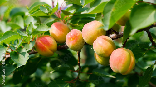 Siberian apricot