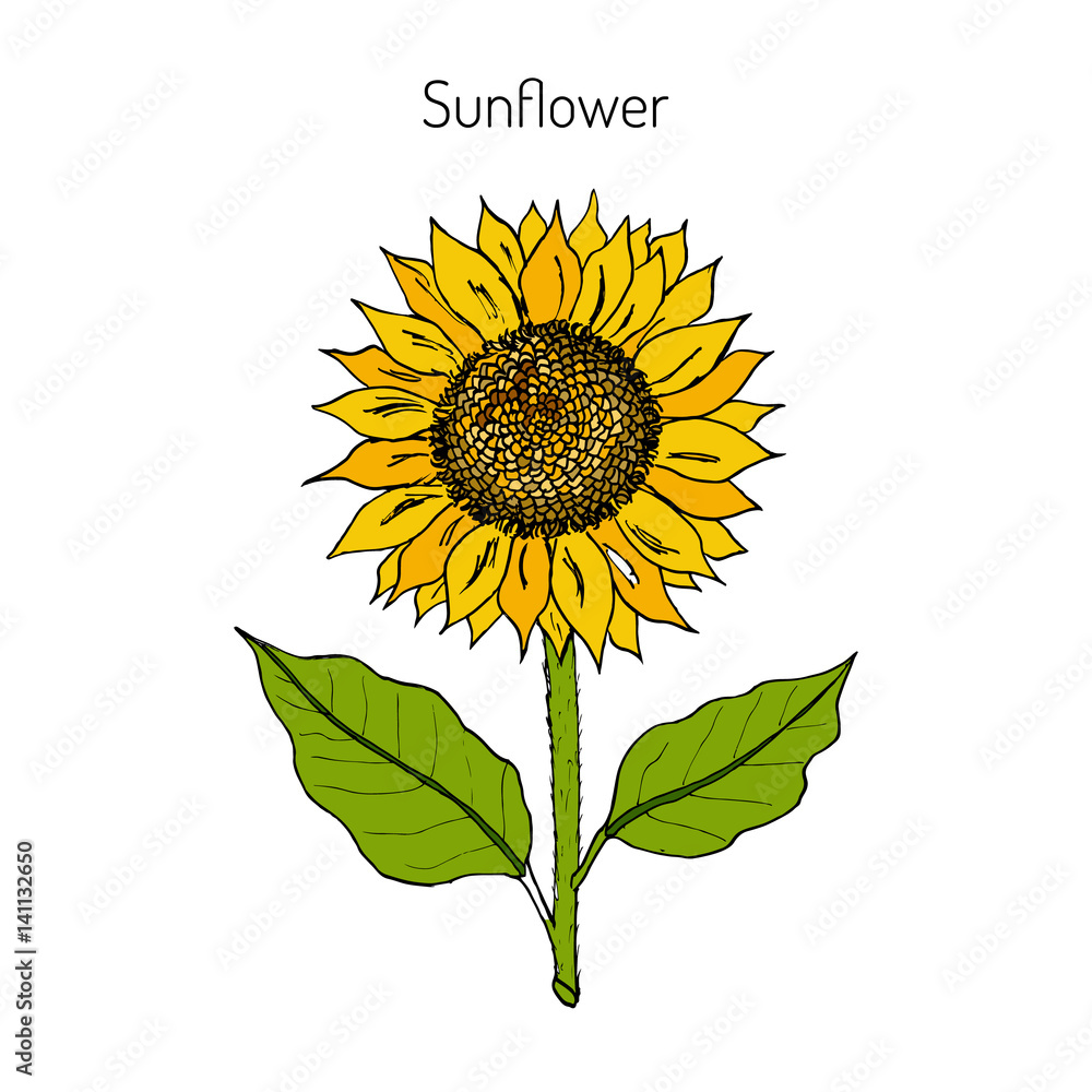 Obraz premium Sunflower. Vector illustration 