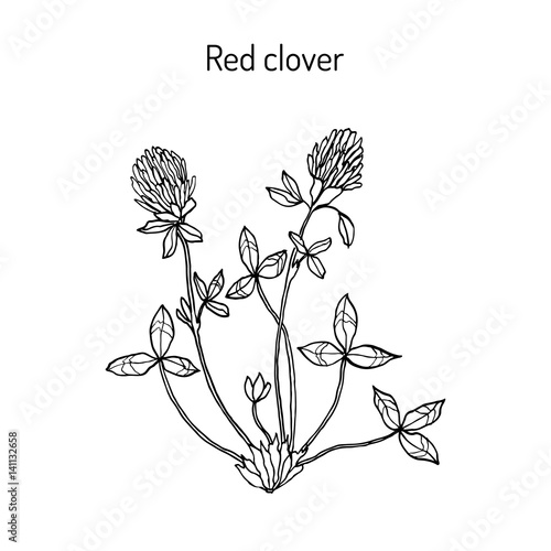 Red Clover or Trifolium pratense