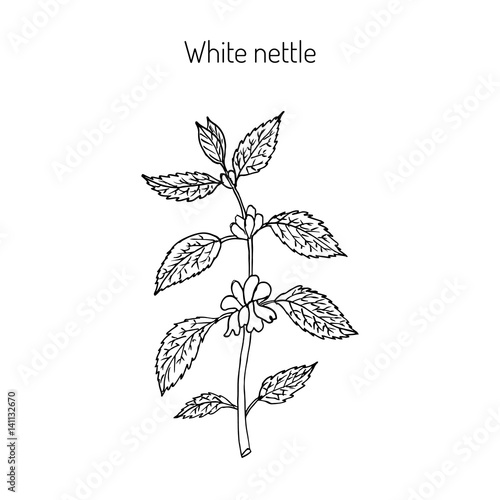 White dead nettle