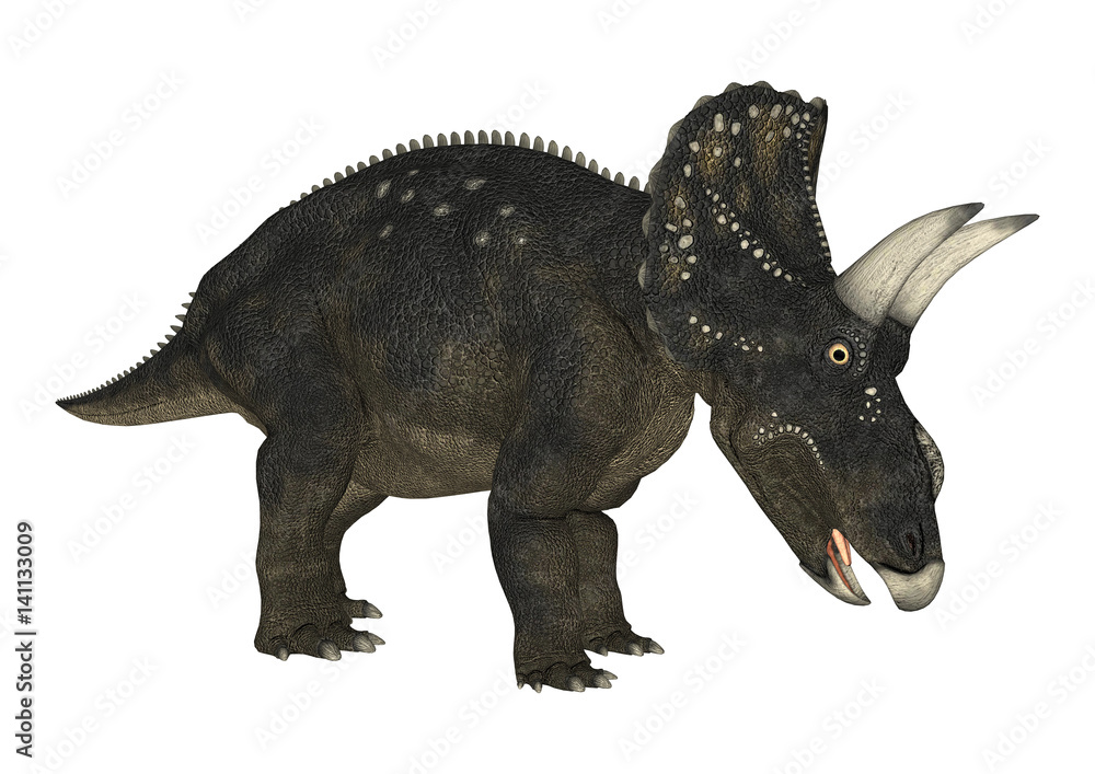 Naklejka premium 3D Rendering Dinosaur Diceratops on White