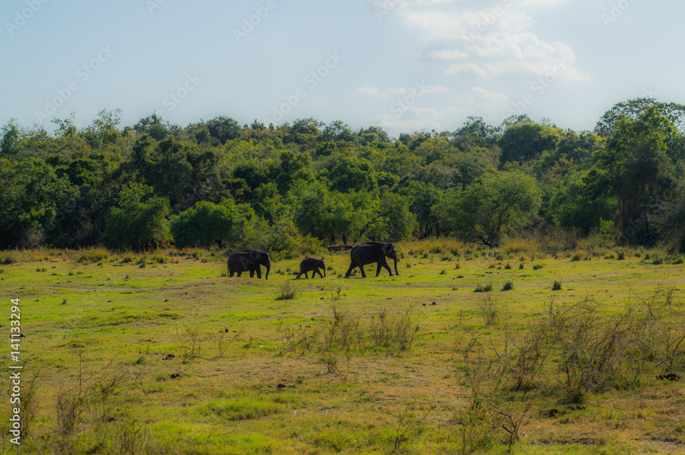 Elephant Family in Minneriya National Park in Sri Lanka Elephant Family in Minneriya National Park in Sri Lanka