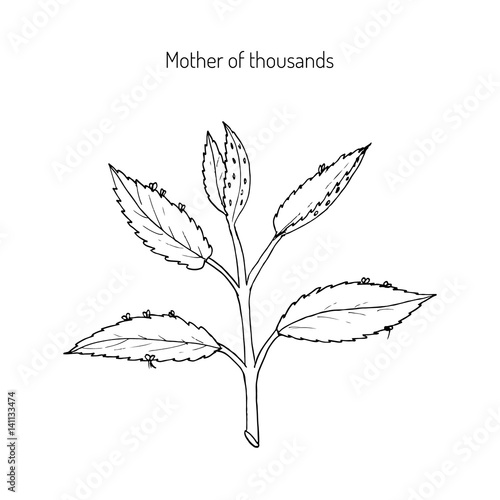 Bryophyllum daigremontianum, Mother of Thousands