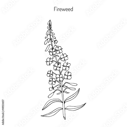 Fototapeta Naklejka Na Ścianę i Meble -  Fireweed. Chamerion angustifolium
