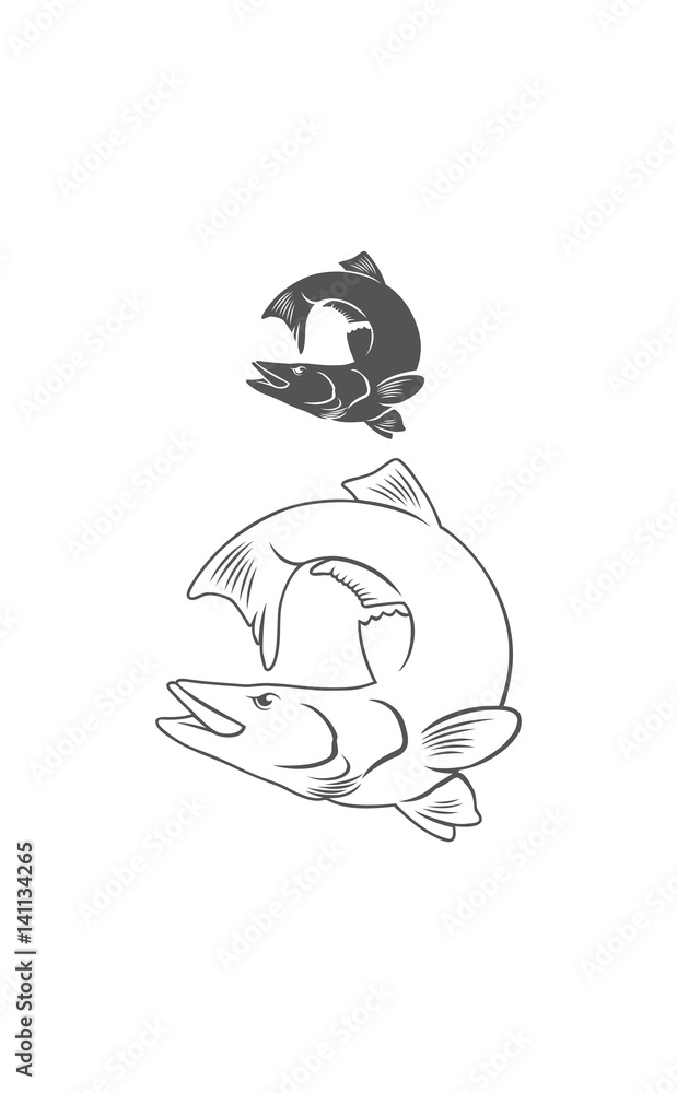 Common snook fish Common snook fish