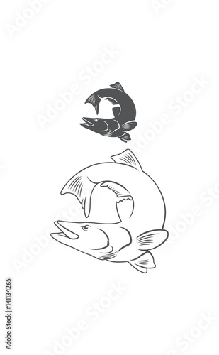 Common snook fish