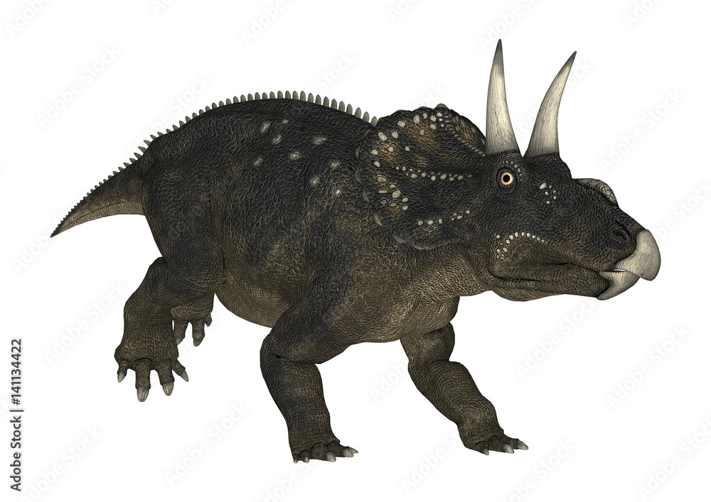 Fototapeta premium 3D Rendering Dinosaur Diceratops on White