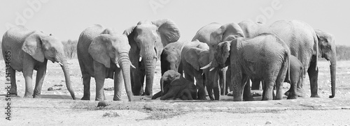 Elefantenherde am Wasserloch Okawao (Etosha Nationalpark) © anni94