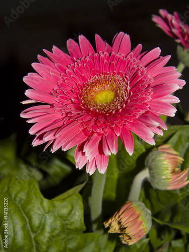 фотографія Bright pink Barberton Daisy flower (Gerbera Daisy)