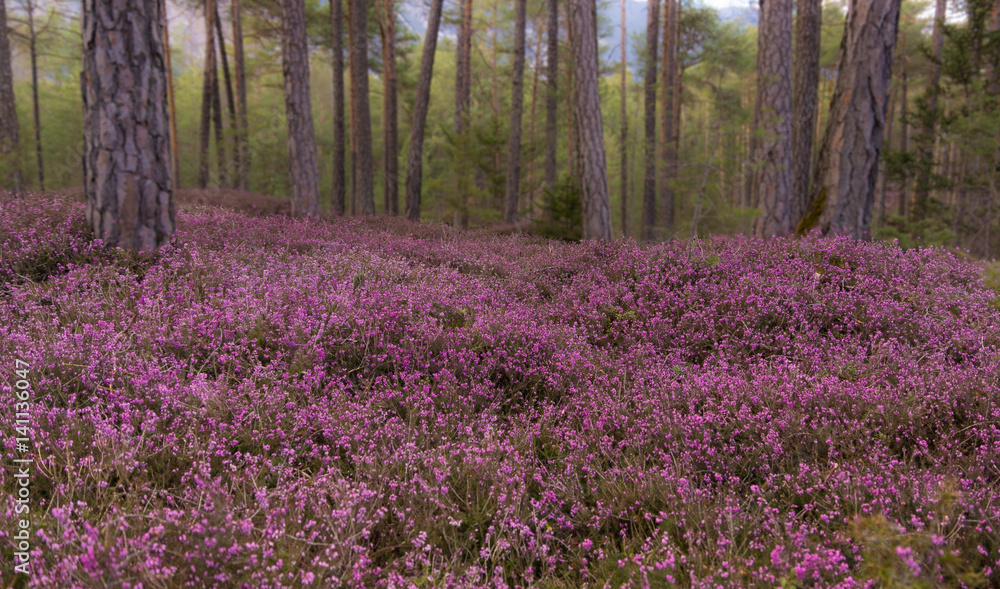 üppig blühende Erikaböden im Frühling