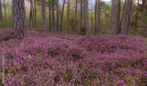 Obraz na płótnie üppig blühende Erikaböden im Frühling w salonie