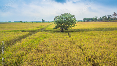 water from dam use for grown rice photo