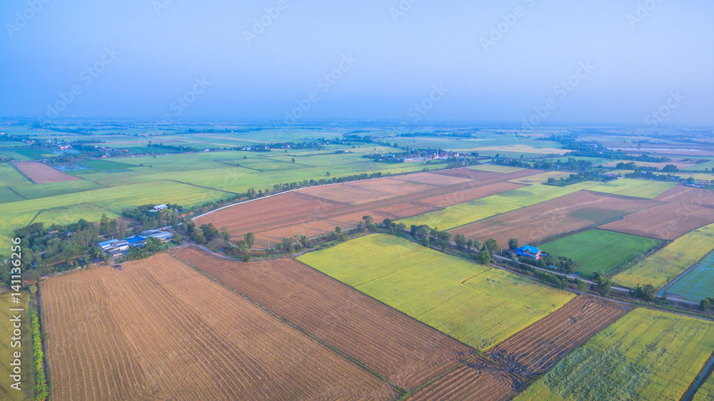 in the middle part of Thailand there have  many kind of rice grown in the fields