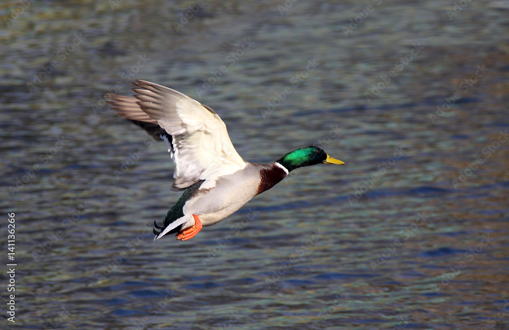 Obraz premium kaczka