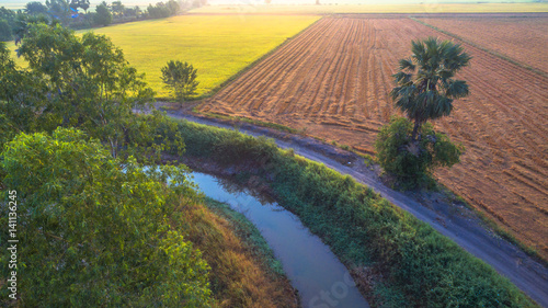 in the middle part of Thailand there have  many kind of rice grown in the fields photo