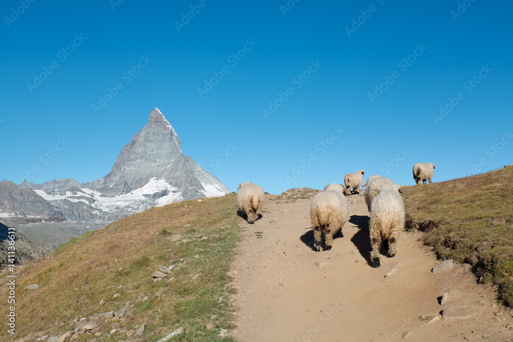 Obraz premium Herd of Valais Blacknose sheep walking in the Alps, with the famous Matterhorn in the background