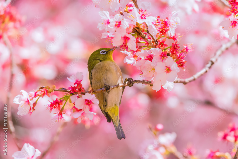 The Japanese White eye.The background is cherry blossoms(Prunus x kanzakura). Located in Tokyo Prefecture Japan. The Japanese White eye.The background is cherry blossoms(Prunus x kanzakura). Located in Tokyo Prefecture Japan.