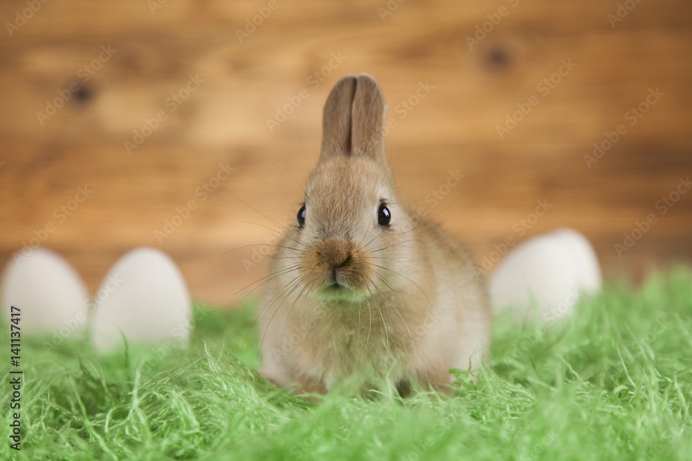 Fototapeta premium Rabbit and easter eggs