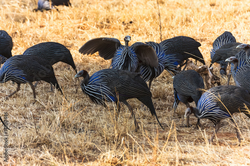 Flock of Guinea fowl. Blue birds of Tanzanya. Africa	 photo