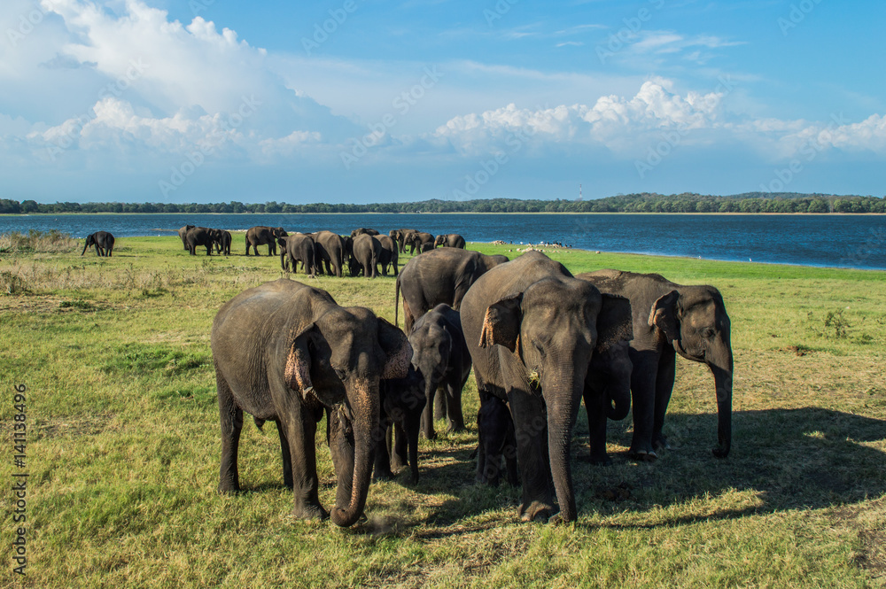 Obraz premium Elephant Mothers Protecting Their Babies at the Waterhole of Minneriya National Park in Sri Lanka (Biggest Gathering of Asian Elephants Worldwide)