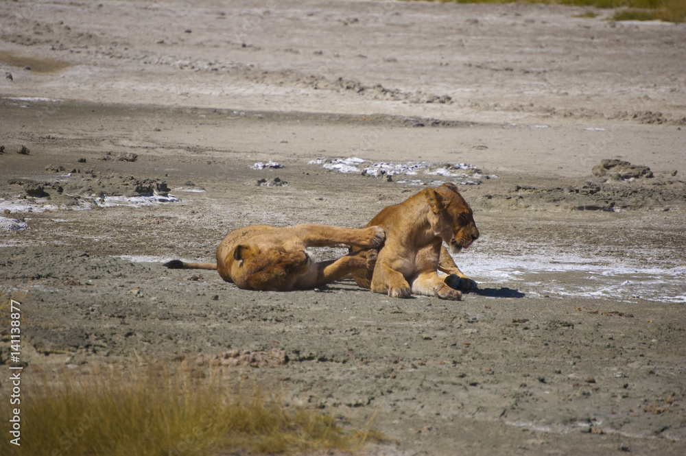 Fototapeta premium In the Wild