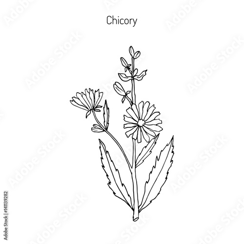 Chicory Cichorium Intybus 