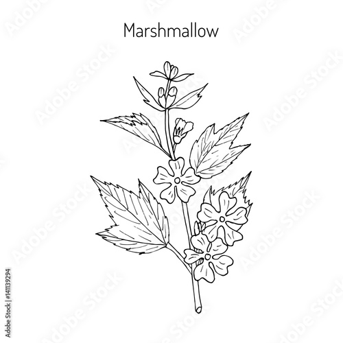 Marshmallow medicinal herb