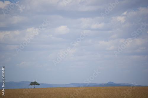 Serengeti Landscape 