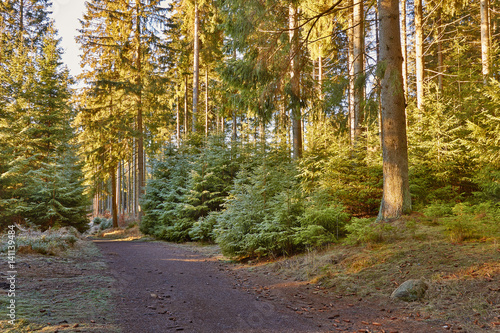 Waldwanderweg im Harz