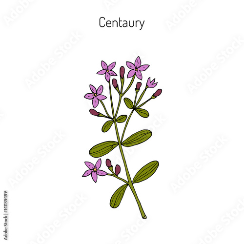 Fototapeta Naklejka Na Ścianę i Meble -  European centaury, medicinal herb