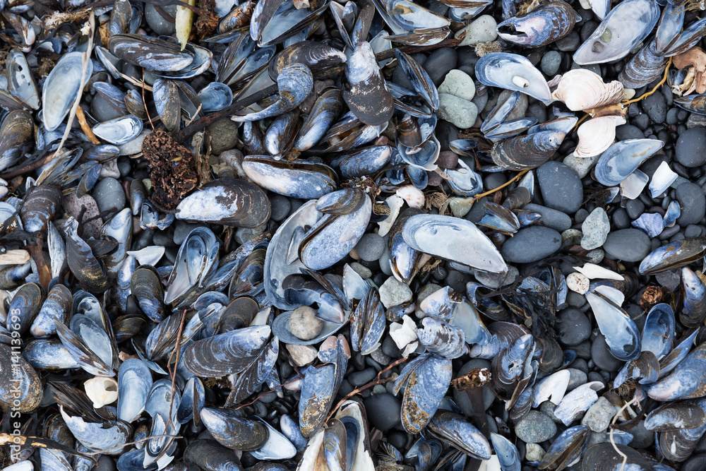 mussel shells on an Icelandic coast mussel shells on an Icelandic coast