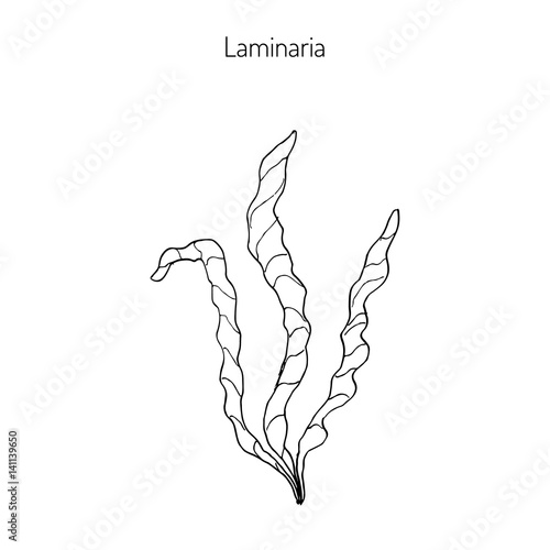 Saccharina latissima, or kelp