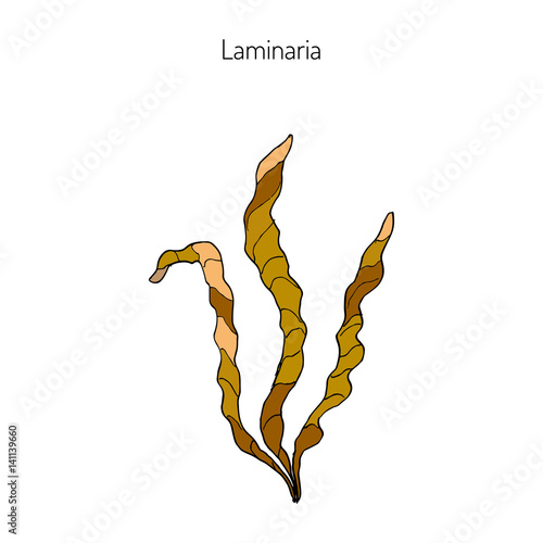 Saccharina latissima, or kelp