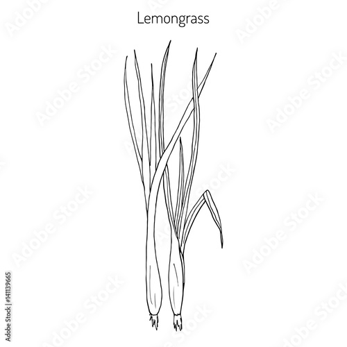 Lemongrass medicinal plant
