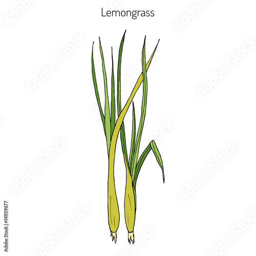 Lemongrass medicinal plant
