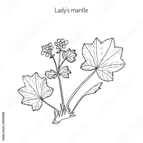 Alchemilla vulgaris, common lady mantle