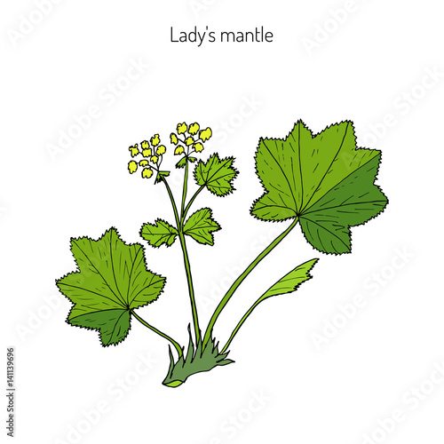 Alchemilla vulgaris, common lady mantle