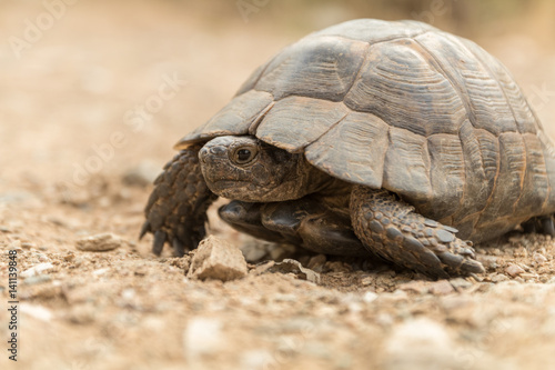 Fototapeta Naklejka Na Ścianę i Meble -  Tortoise Turtel Reptile