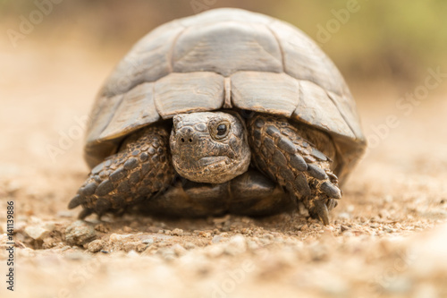 Tortoise Turtel Reptile