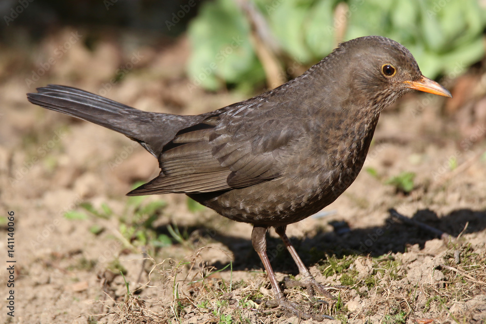 Female turdus merula