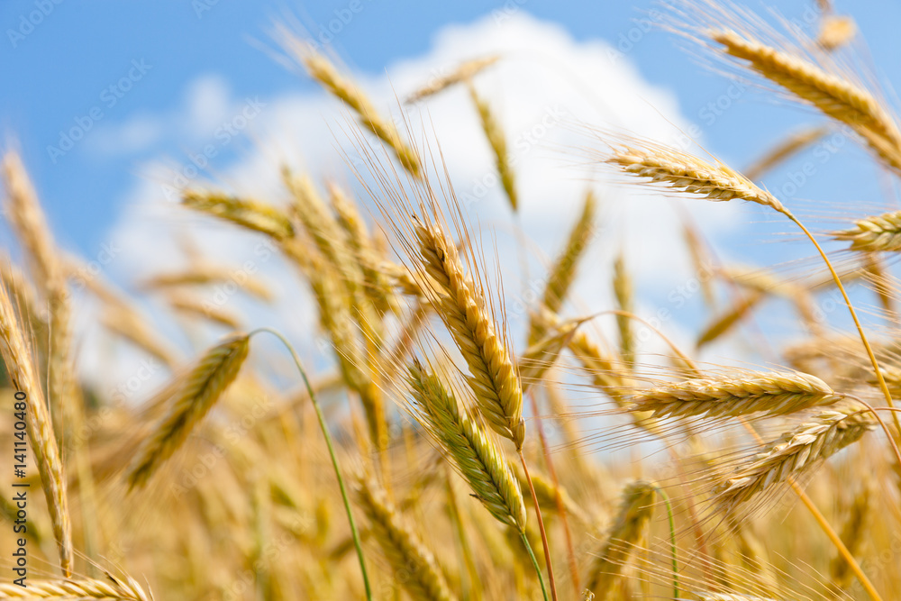 Wheat field on a sunny day Wheat field on a sunny day