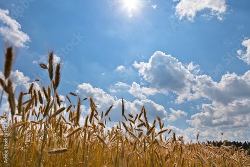 Wheat field on a sunny day