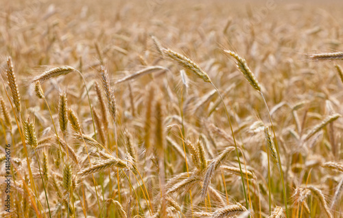 Wheat field on a summer